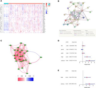 A macropinocytosis-related gene signature predicts the prognosis and immune microenvironment in hepatocellular carcinoma